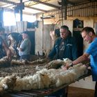 Shearing Shed WA. Wool Classing