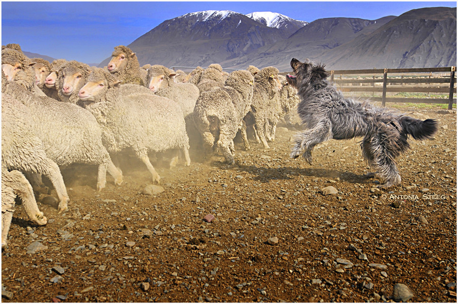 shearing time