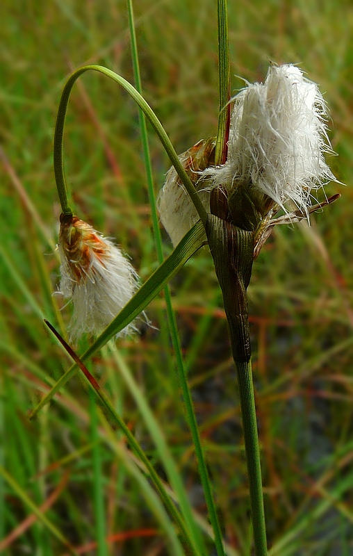 Sheated Cottonsedge