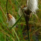 Sheated Cottonsedge