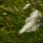 Sheathed Cottonsedge