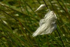 Sheathed Cottonsedge