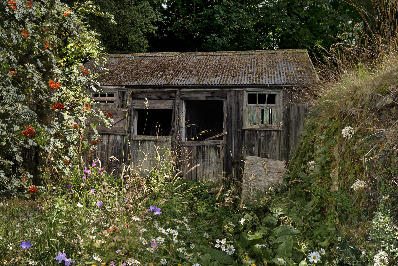 shed