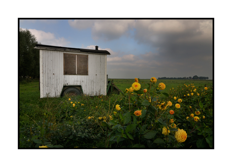 Shed & Yellow Flowers