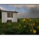 Shed & Yellow Flowers