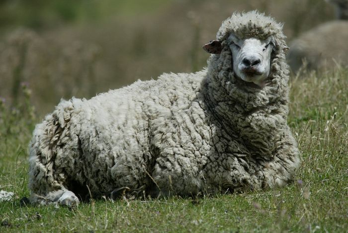 Sheep :) 1ns aus 40 Millionen auf Neuseeland