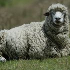 Sheep :) 1ns aus 40 Millionen auf Neuseeland