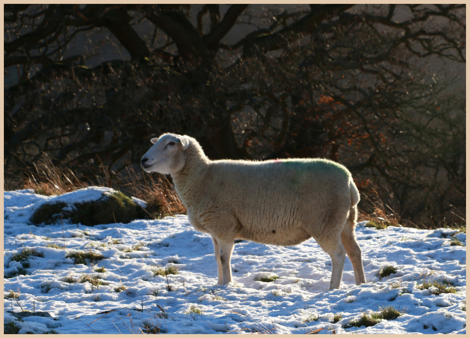 sheep 2 near east applegarth