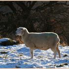 sheep 2 near east applegarth