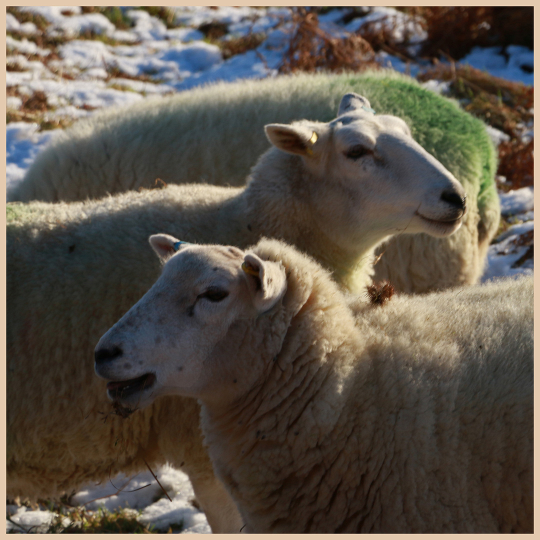 sheep 3 near west applegarth