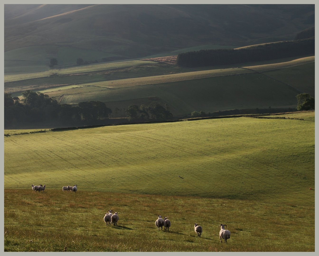 sheep above attonburn farm 2 near town yetholm