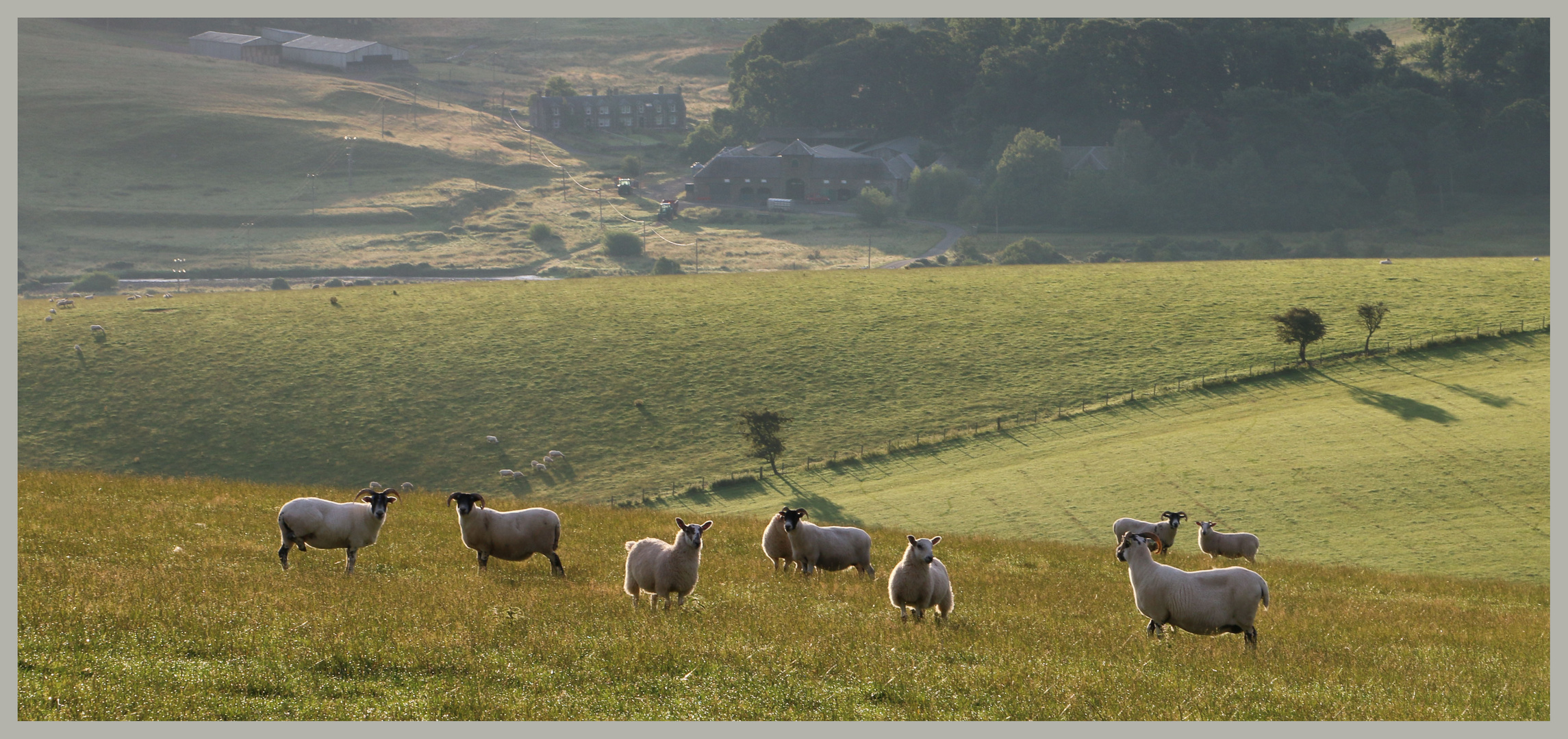 sheep above attonburn farm near town yetholm