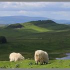 sheep above broomlee lough 5 Hadrians Wall