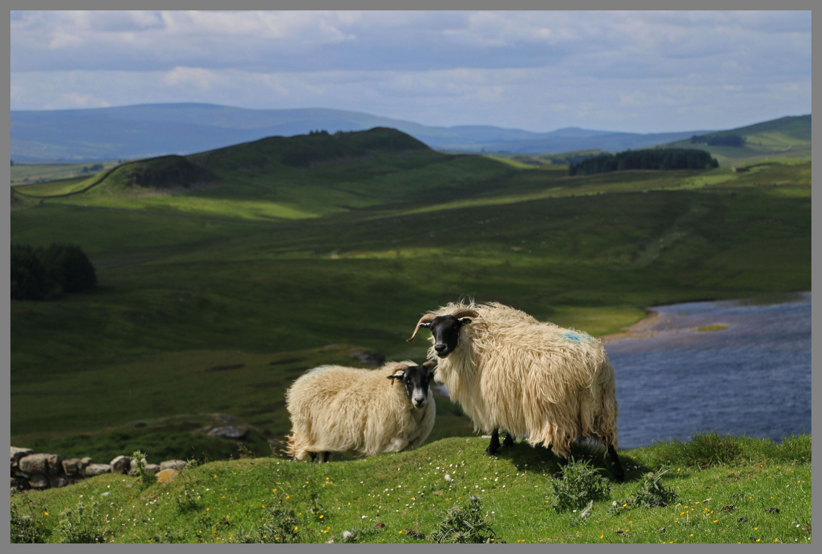 sheep above Broomlee Lough 7 Hadrians Wall