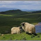 sheep above Broomlee Lough 7 Hadrians Wall