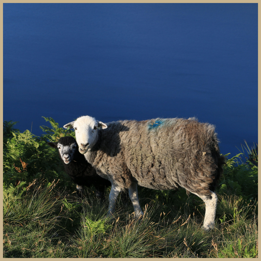 sheep above derwent water