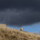 sheep above muker 1b