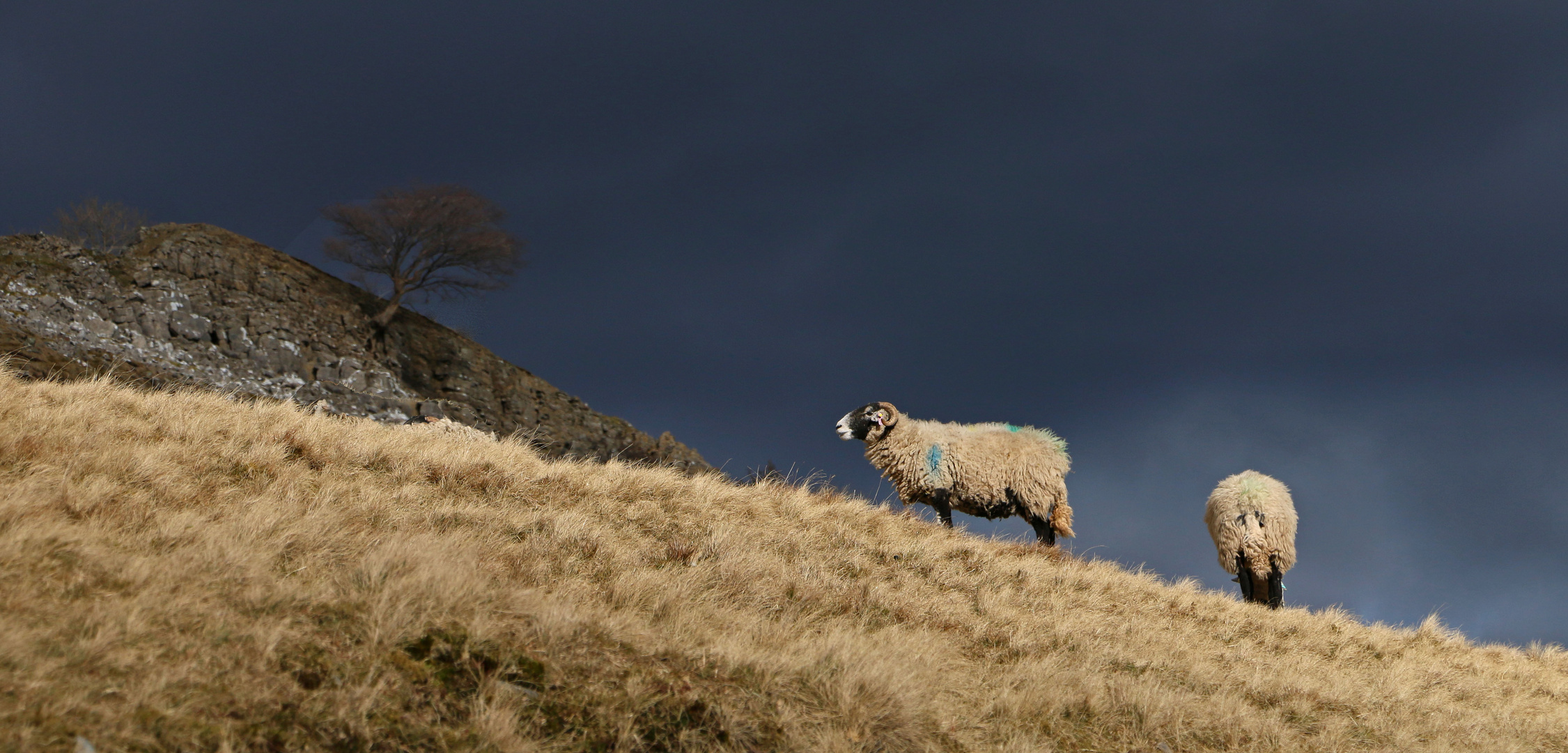 sheep above muker 2