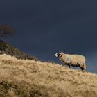 sheep above muker 2