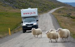 Sheep ahead