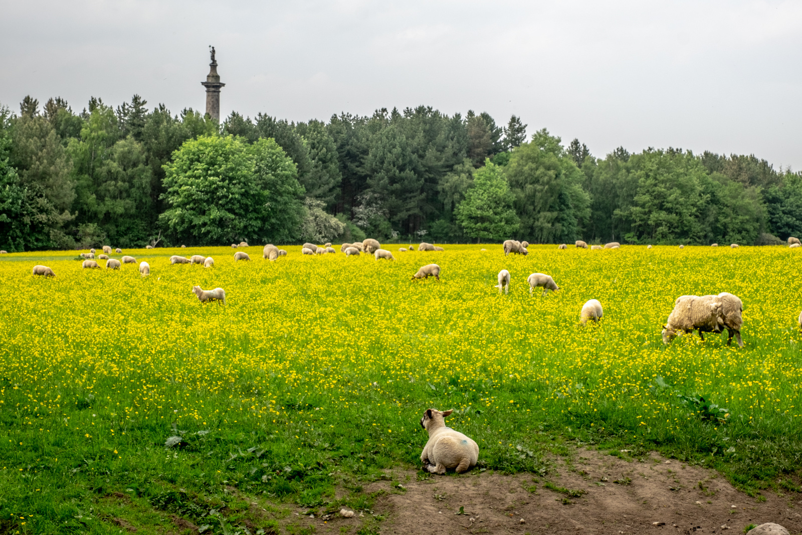 "Sheep And Buttercups"