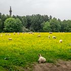 "Sheep And Buttercups"