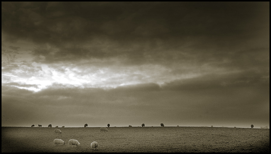 [sheep and sky]