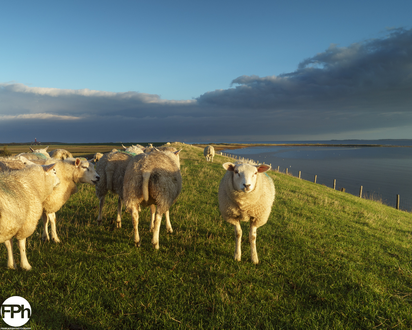 Sheep at dawn