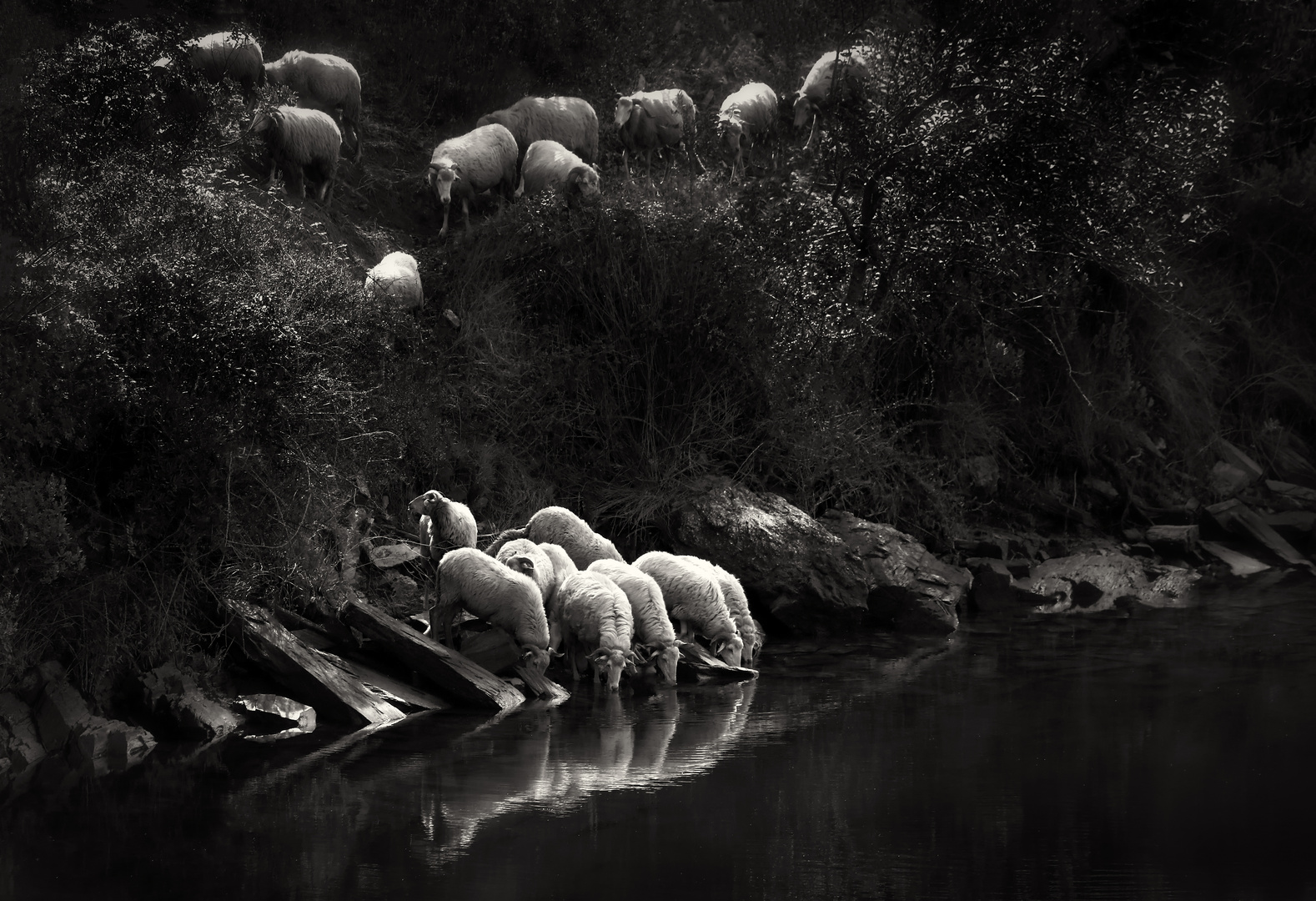 Sheep at Douro