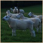 sheep at dusk 2