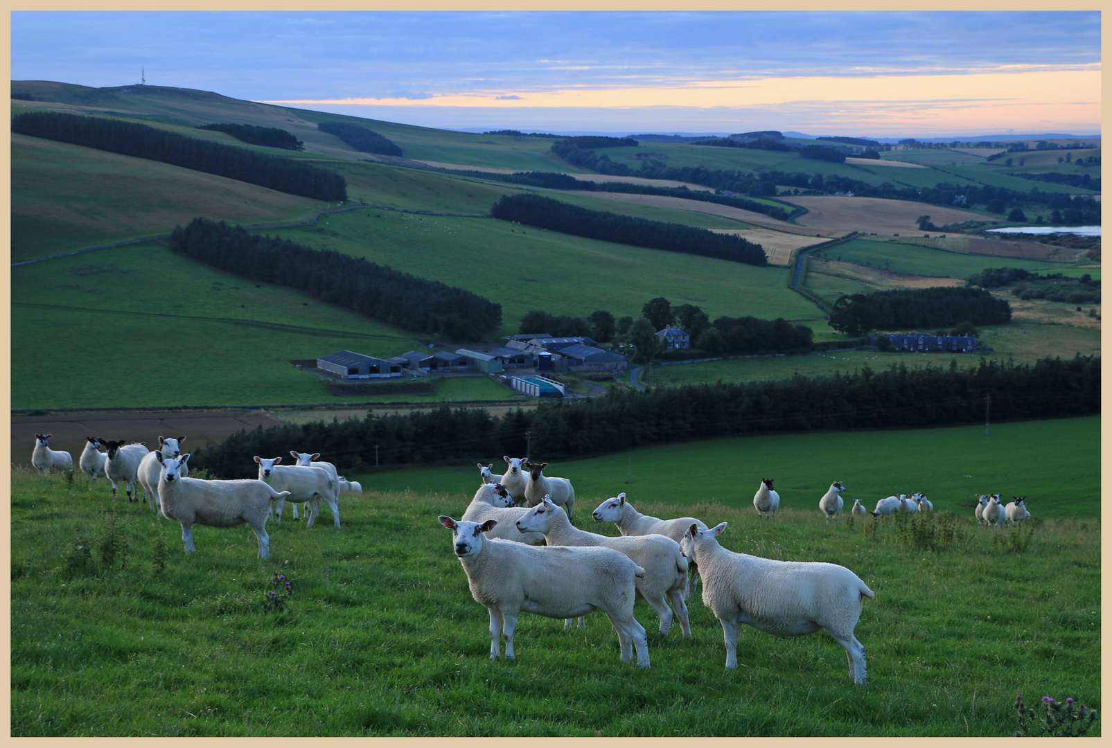 sheep at dusk