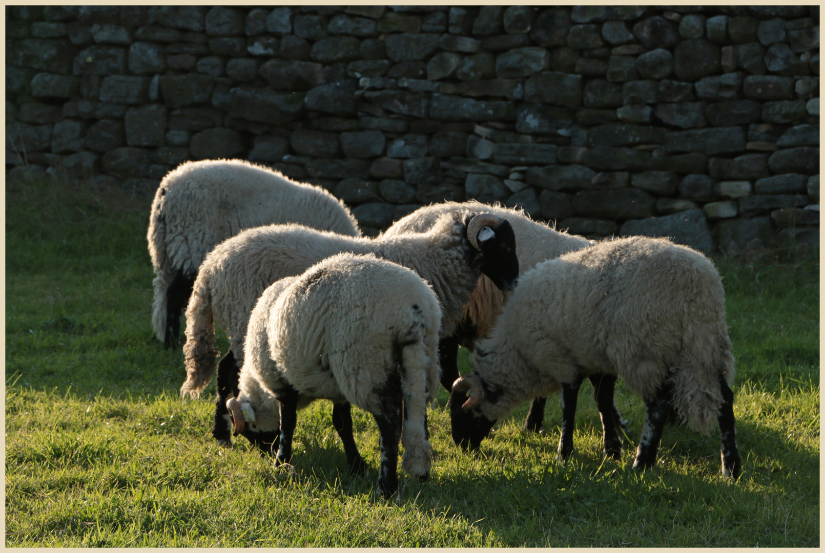 sheep at dusk