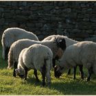 sheep at dusk