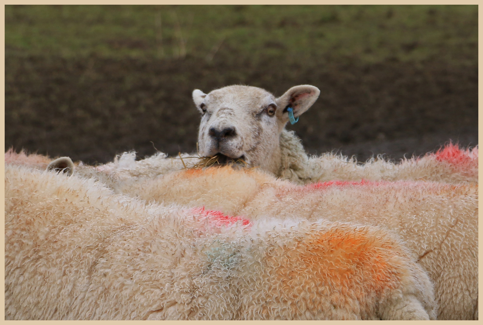 sheep at featherstone 12