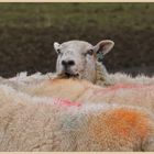 sheep at featherstone 12