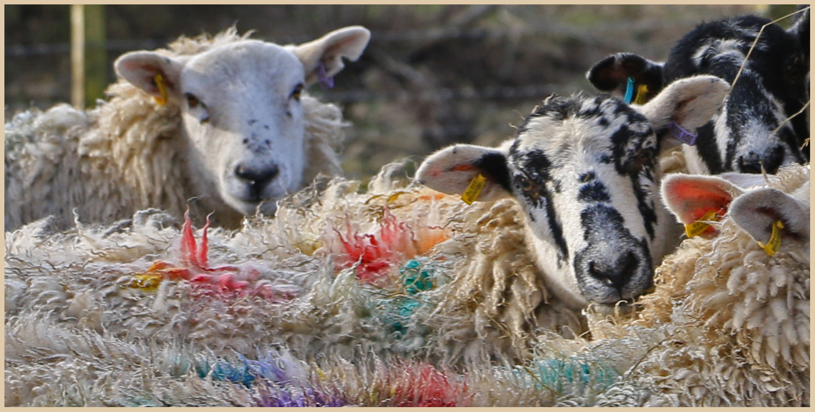 sheep at featherstone 14