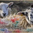 sheep at featherstone 14