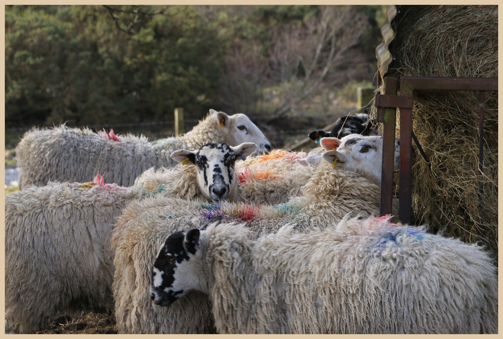 sheep at featherstone 7