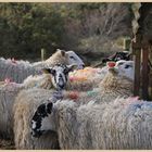 sheep at featherstone 7