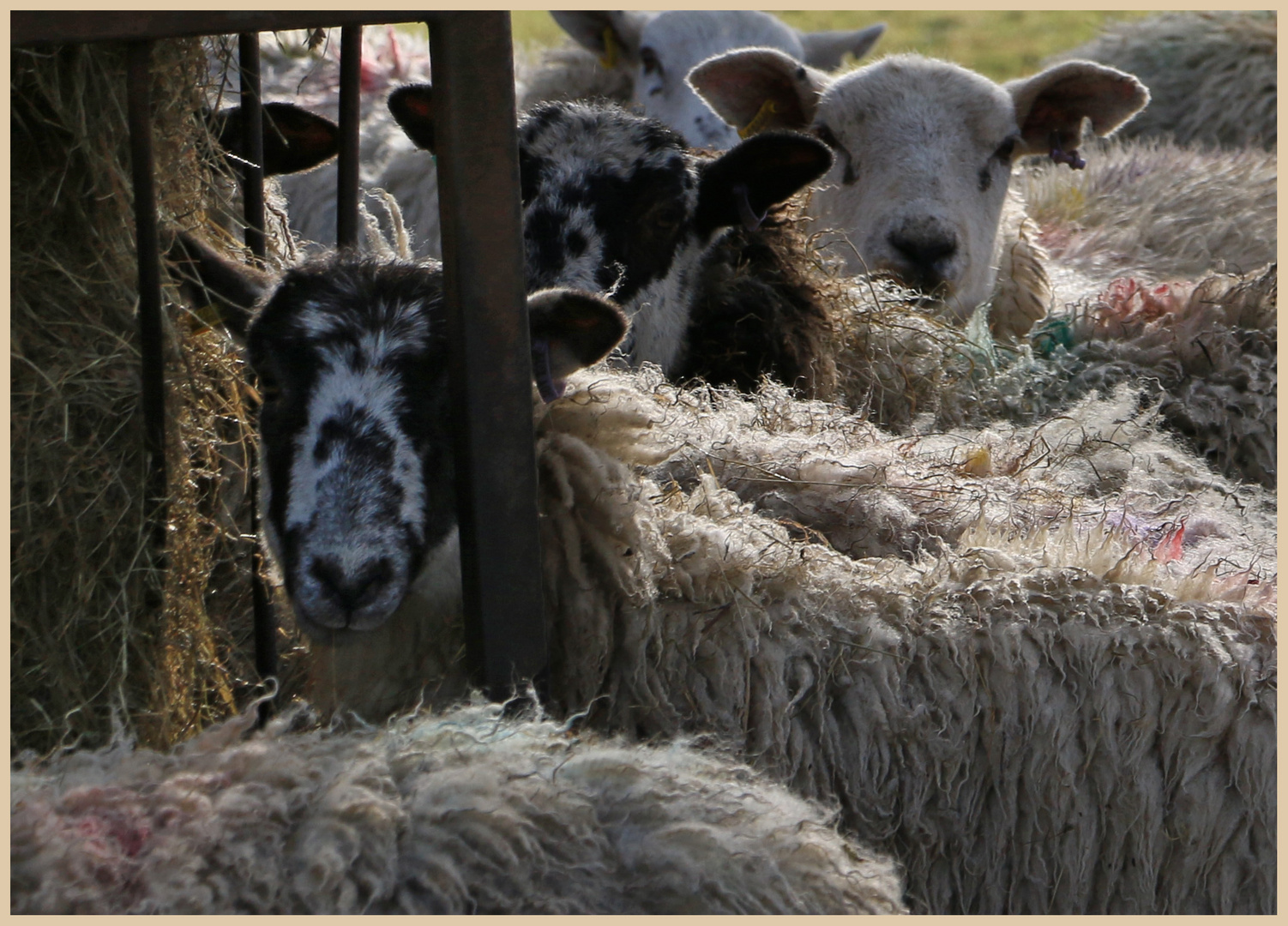 sheep at featherstone 8