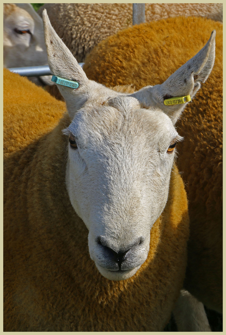 sheep at harbottle show