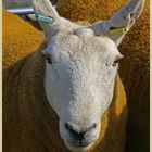 sheep at harbottle show