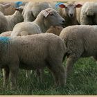 sheep at lanton mill