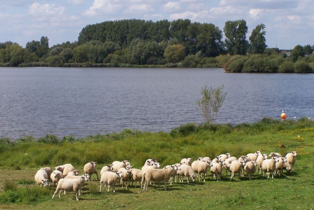 Sheep at Schulens Lake