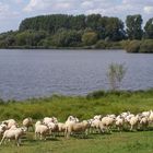 Sheep at Schulens Lake