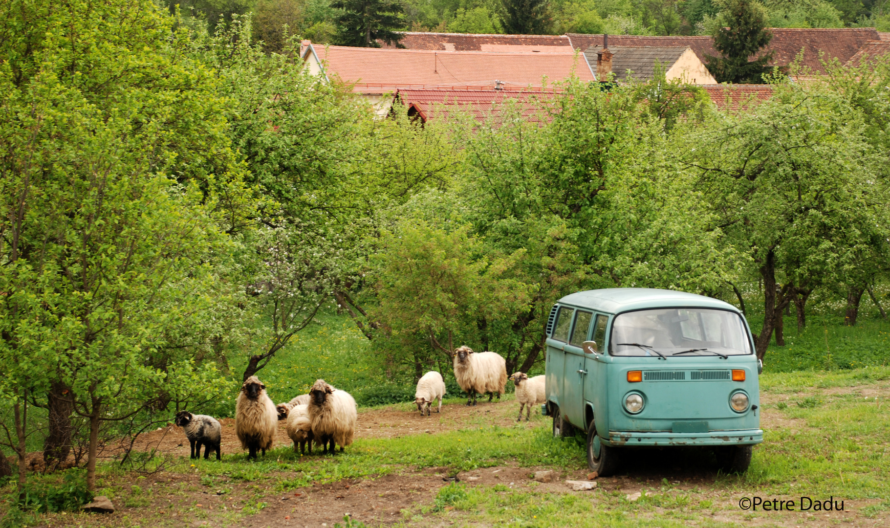 sheep attack