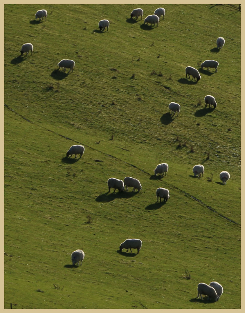 sheep below bowden doors 1b