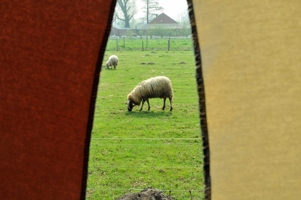 Sheep between the curtains