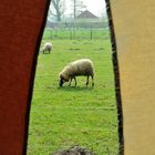 Sheep between the curtains