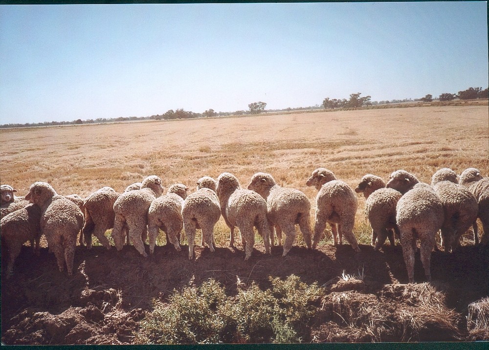 Sheep butts in Oz